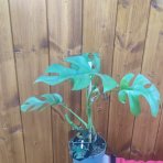  Monstera Minima (Rhaphidophora tetrasperma) - výška 20-35 cm, kont. C1,5L